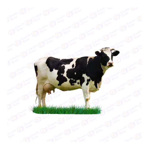 Holstein Friesian png image
