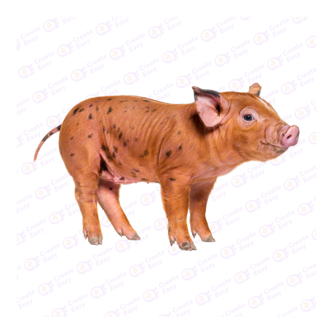 Oxford Sandy and Black png image