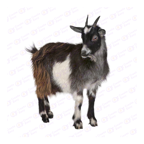 American Pygmy png image