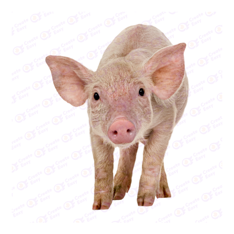 Large White pig png image