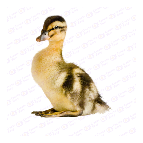 Rouen duck png image