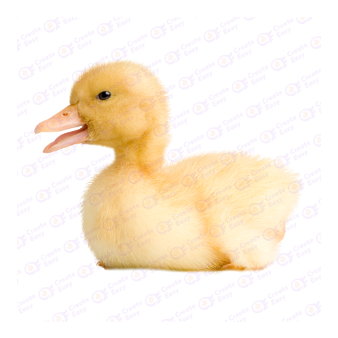 American Pekin png image