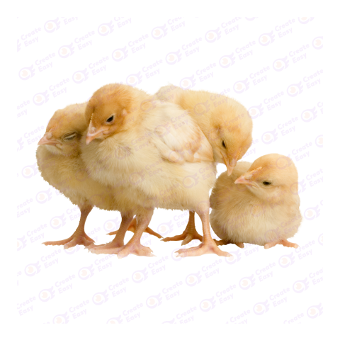 Broiler png image