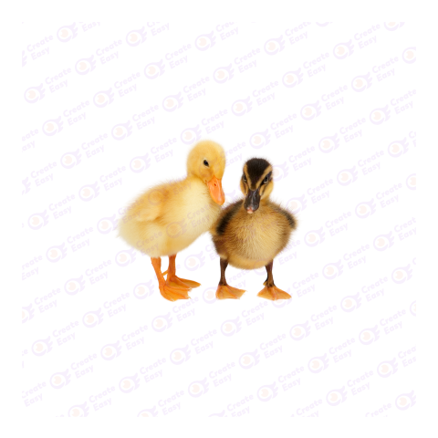 American Pekin png image