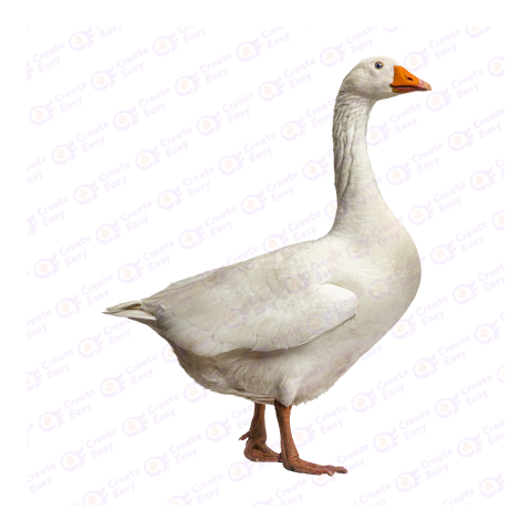 Domestic goose png image