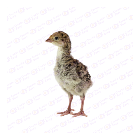 Bronze turkey png image