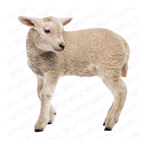 Lamb png image