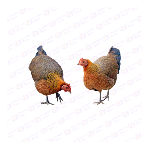 Green Legged Partridge Hen png image