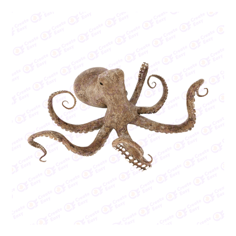 Giant Pacific octopus png image