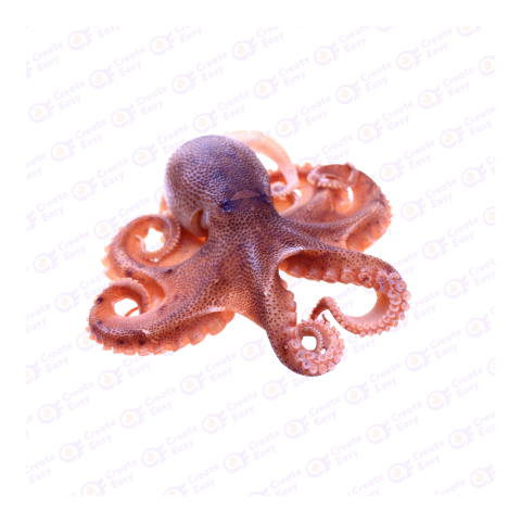 Giant Pacific octopus png image