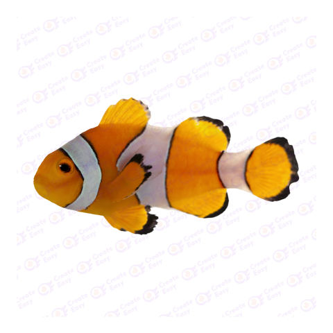 Ocellaris clownfish png image