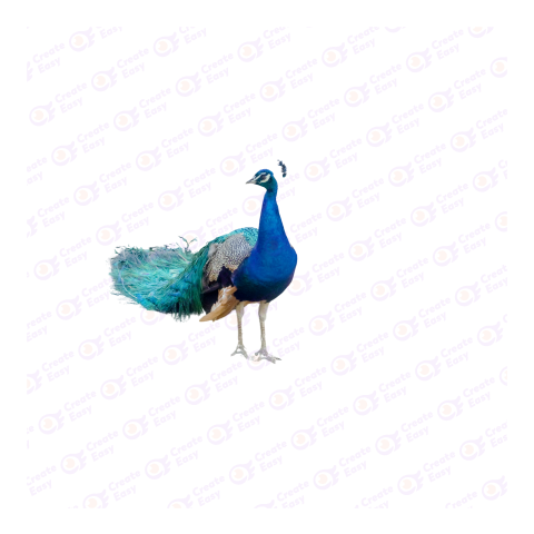 Peafowl png image