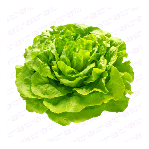 Butterhead lettuce Flat free png image